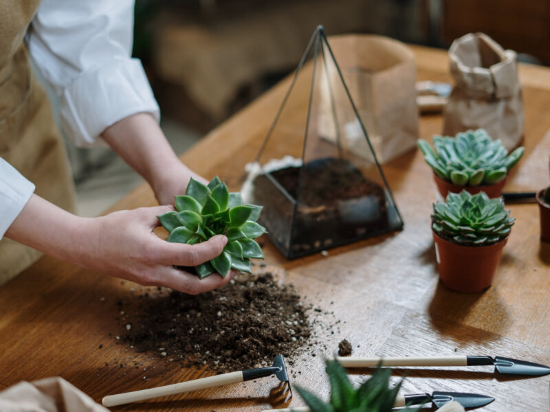 Try DIY Terrarium Making to Relax at Home